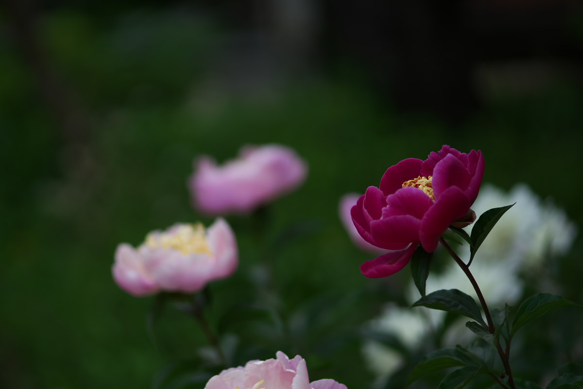 a0083081_854534.jpg