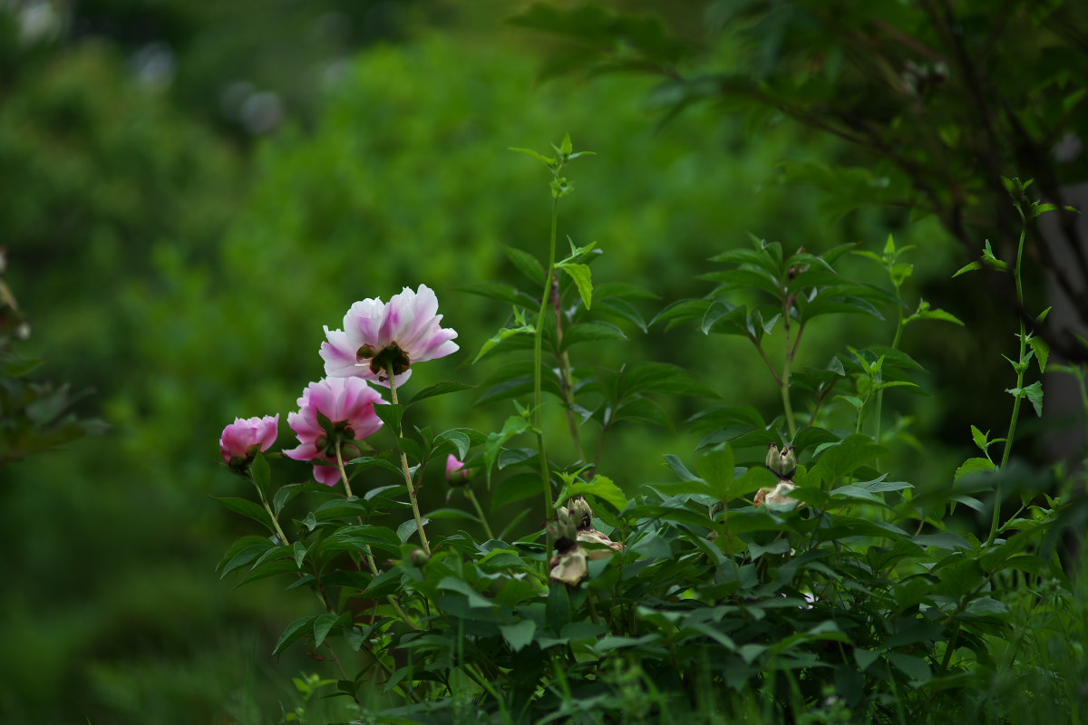a0083081_855212.jpg