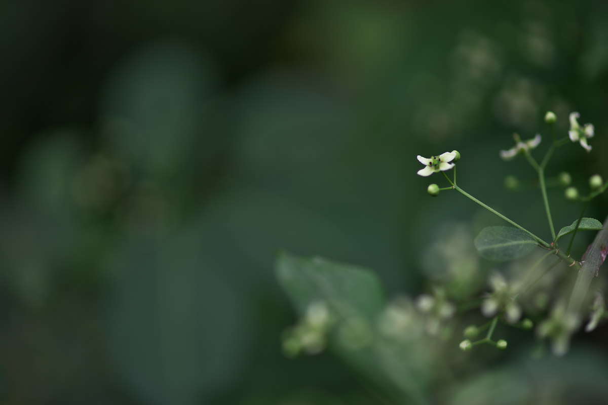 a0083081_86618.jpg