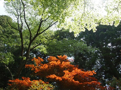a0131787_1185843.jpg