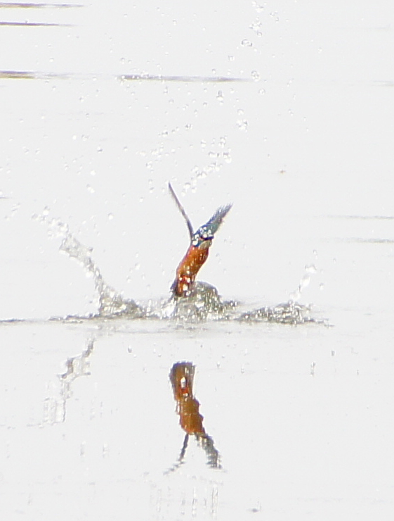 c0139591_11582895.jpg