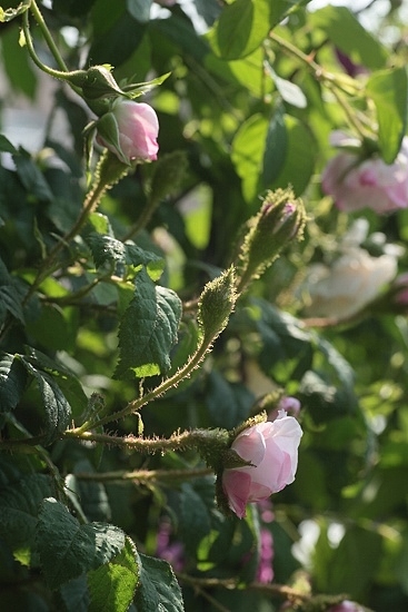 e0209997_22453539.jpg