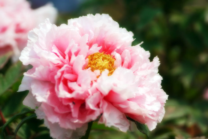 a0263109_10395572.jpg