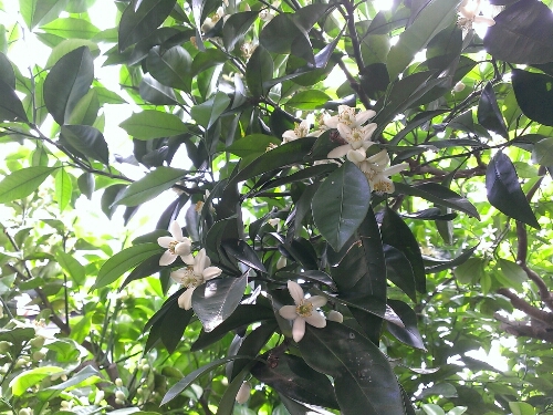 c0084117_9163195.jpg