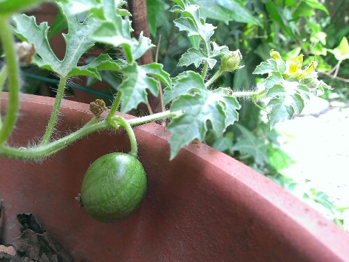 c0084117_91641.jpg