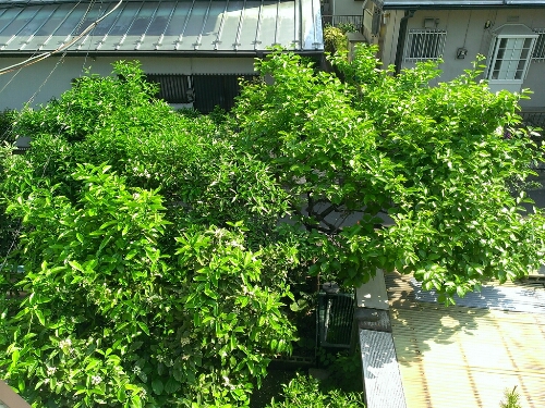 c0084117_9171154.jpg