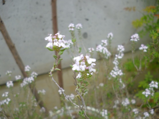 f0228619_1126527.jpg