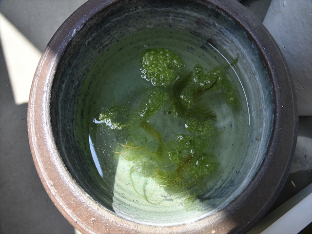 e0098223_23454842.jpg
