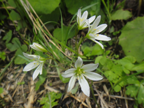 c0179351_2015663.jpg