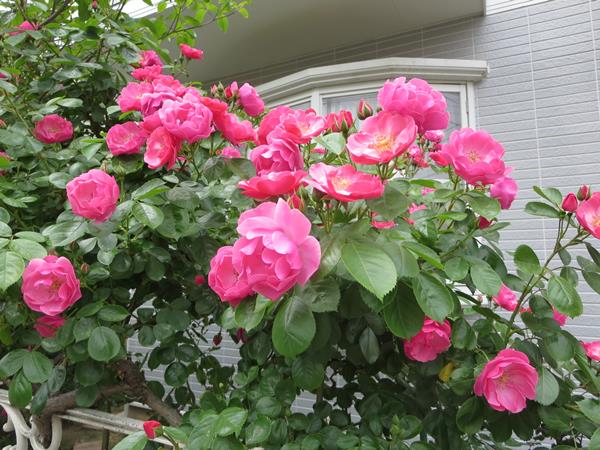 c0042960_19433897.jpg