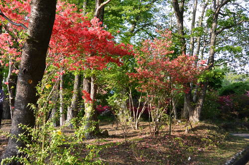 e0151566_20112645.jpg