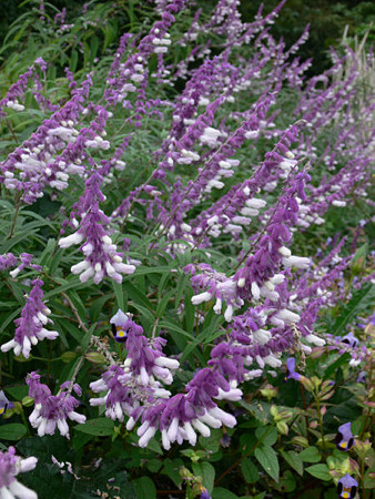 c0168984_22550669.jpg