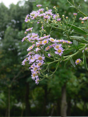 c0168984_23050743.jpg