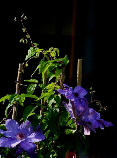 b0171185_17472510.jpg