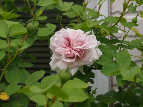 c0117007_9141884.jpg