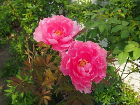 c0117007_962096.jpg