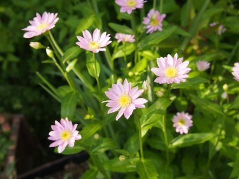 c0117007_99181.jpg