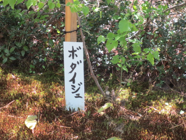 f0248616_11505475.jpg