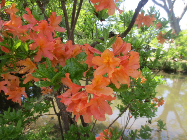 f0248616_1153411.jpg