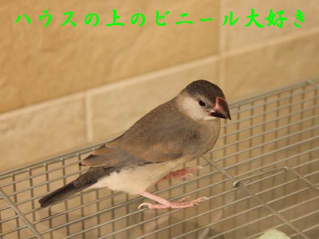 c0365734_21234944.jpg