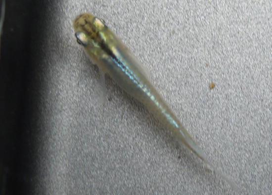 e0097534_1437599.jpg
