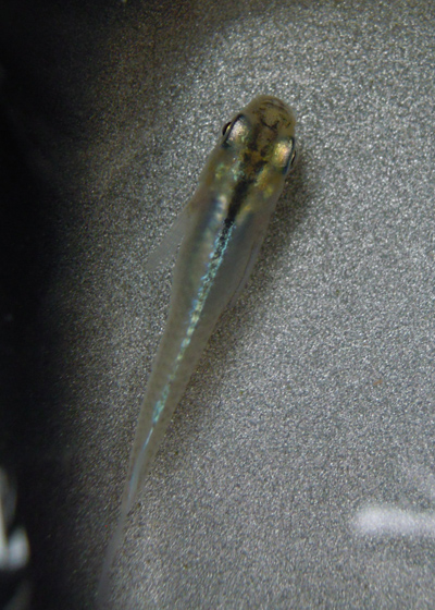 e0097534_1439440.jpg