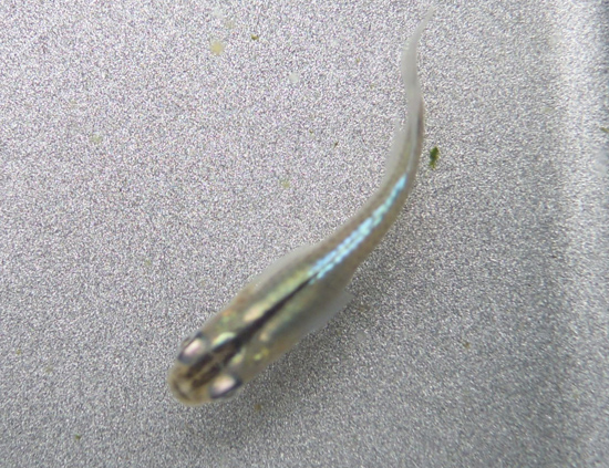 e0097534_14464270.jpg