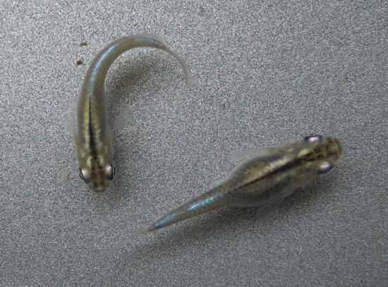 e0097534_14501517.jpg