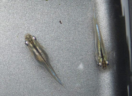 e0097534_14512885.jpg