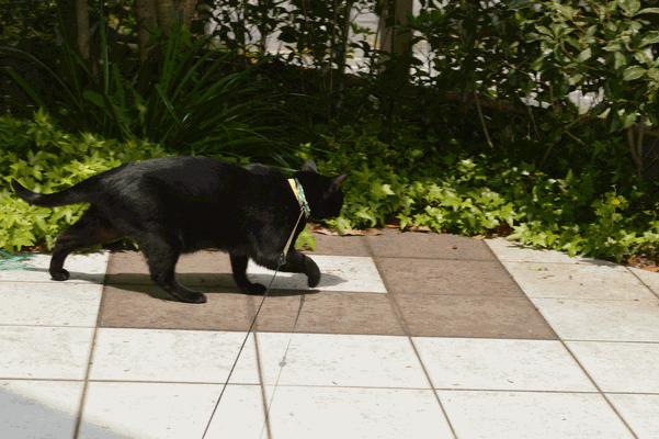 c0136736_16213537.gif
