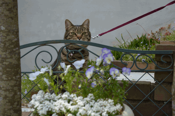 c0136736_16243152.gif