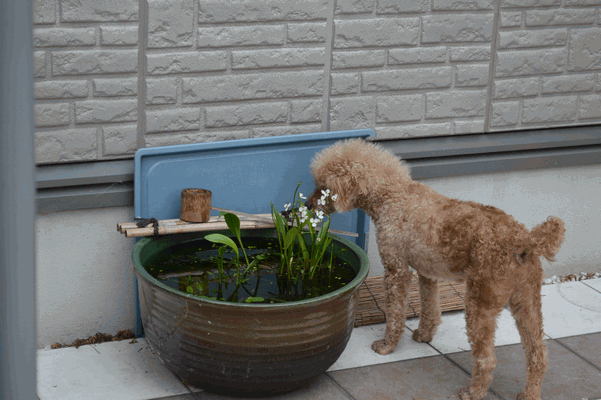 c0136736_16283621.gif