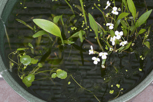 c0136736_16322932.gif