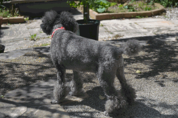 c0136736_1633739.gif