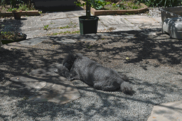 c0136736_1636154.gif