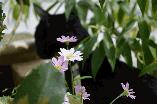 c0136736_16371648.gif