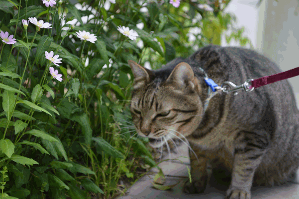 c0136736_1641478.gif