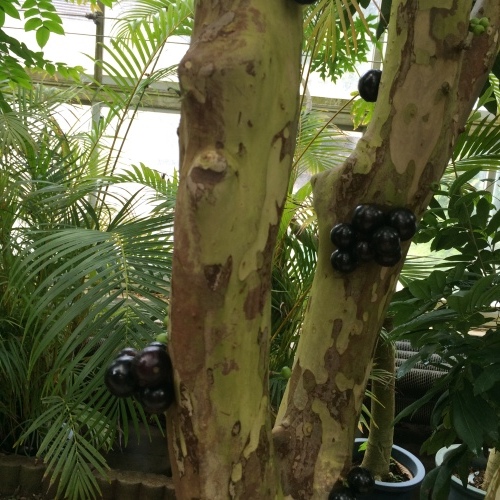 f0335539_10341373.jpg