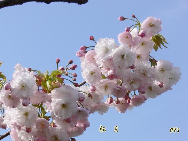 f0166871_7471633.jpg