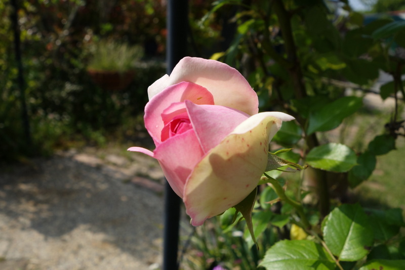 c0216472_212261.jpg