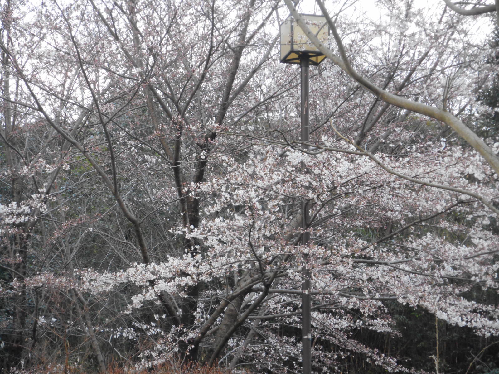 f0163873_17384170.jpg