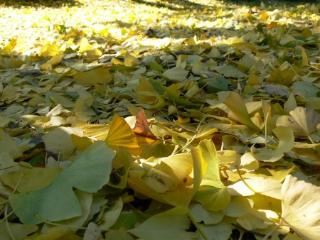 c0168984_00451251.jpeg