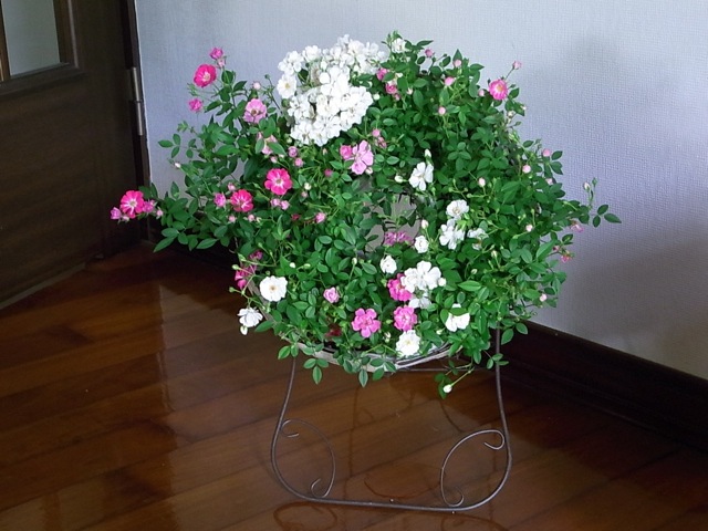 e0158687_1763928.jpg