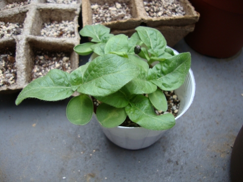 c0322794_173395.jpg