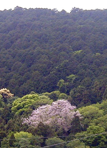 d0053294_163059.jpg