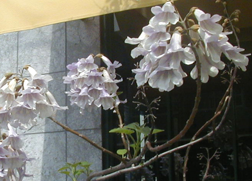 d0053294_16441.jpg