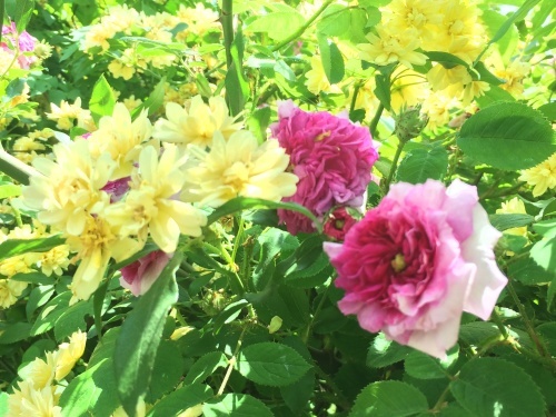 f0201297_16201291.jpg