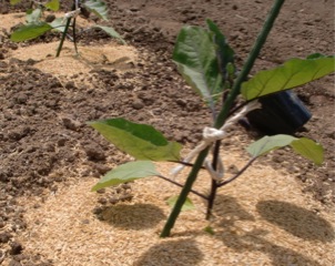 c0151898_21135177.jpg