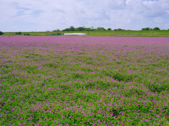 a0164102_11393625.jpg