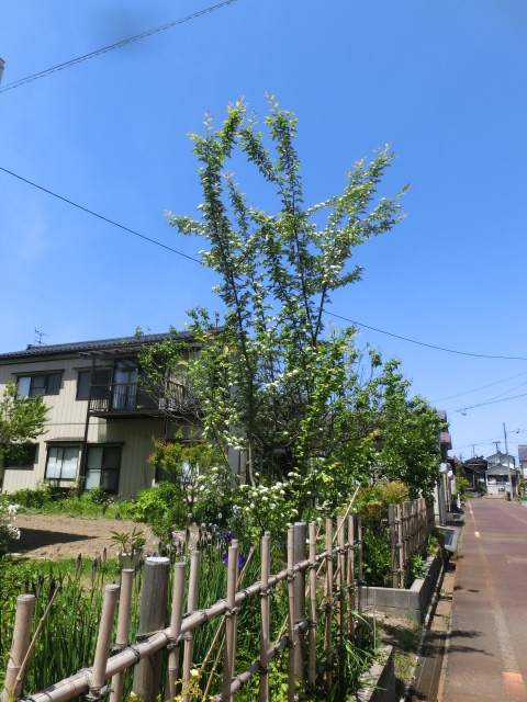a0203003_13522216.jpg